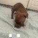 Puppies looking for a good home