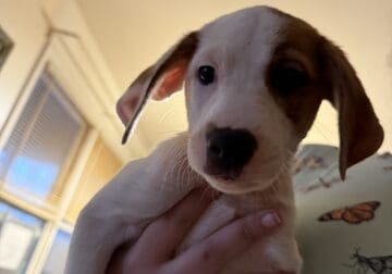 Pit Hound Mix Puppies