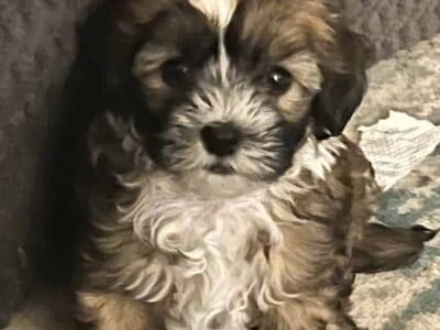 Prince Charming – Chinese Crested Powderpuff