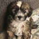 Prince Charming – Chinese Crested Powderpuff