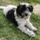 Pepper – Chinese Crested Powderpuff