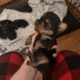 CKC female Teacup Yorkie