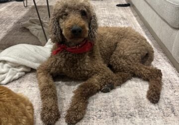 7 y.o standard poodle