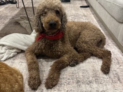7 y.o standard poodle