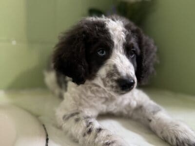 Mini bernedoodle puppy!