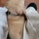 Chomper Golden Retriever