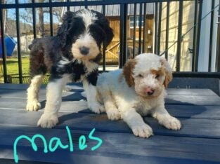 Standard Sheepadoodle puppies