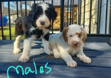 F1b Standard Sheepadoodle puppies