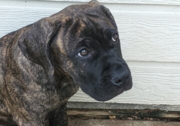 Cane Corso puppies