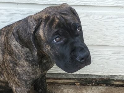 Cane Corso puppies