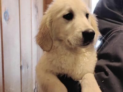 English Cream golden retriever puppy