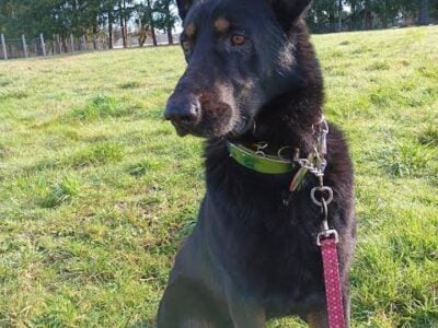 2 black Czechoslovakian German Shepherds