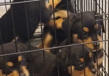 Rottie/Border Collie mix puppies