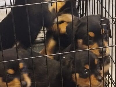 Rottie/Border Collie mix puppies