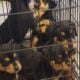 Rottie/Border Collie mix puppies