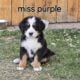 Adorable Bernese Mountain Puppies