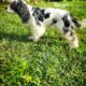 Elite Stud American Cocker Spaniel