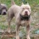 American Bully puppies for sale