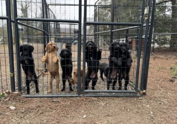 Golden Retriever/Border Collie Puppies