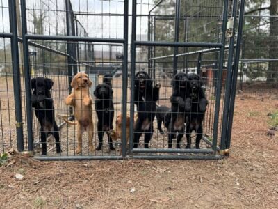 Golden Retriever/Border Collie Puppies