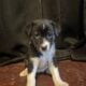 Husky Shepard collie pit