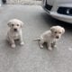 Pure Yellow Puppy Labs