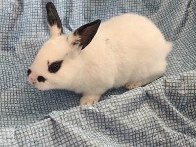 new zealand rabbit