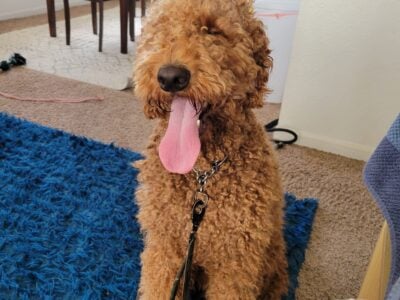 Golden doodle