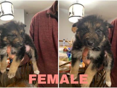 Shollie pups