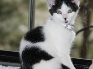 Beautiful Black & White Kitten