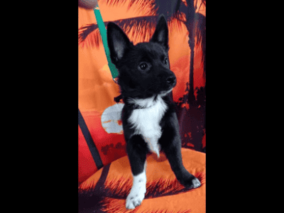 Pomeranian/Schipperke Puppies