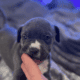 Bluenose pitbull puppies