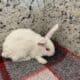 Fluffy adorable pets