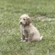 CKC Golden Doodle