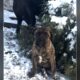 Boerboels