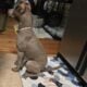 Female Pitbull 5 months old