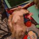 Meet CHAI Rough Collie Puppy 8 weeks