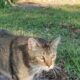 Elisha: Cat for Adoption