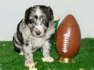 AKC/ASCA Registered Australian Shepherd Puppies