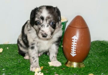 AKC/ASCA Registered Australian Shepherd Puppies