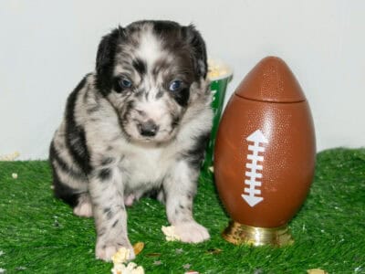 AKC/ASCA Registered Australian Shepherd Pu  ...