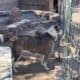I’m trying to rehome a dog