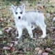AKC Registered Siberian Husky Pups