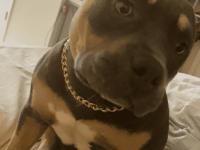 Female Micro Bully