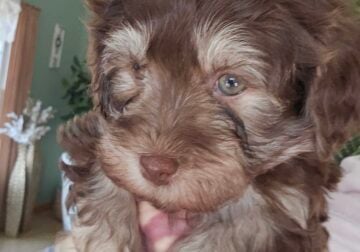 Havanese puppies