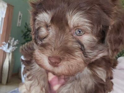 Havanese puppies