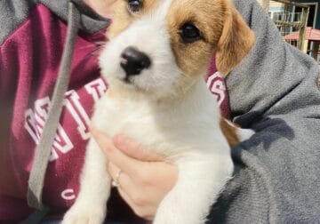Jack Russell puppies