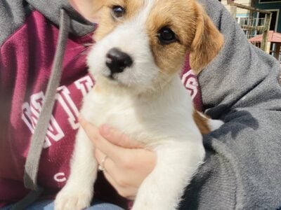 Jack Russell puppies