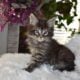 Maine coon