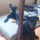 11 WEEK OLD SHEPPARD/HUSKY PUPPIES!!!!